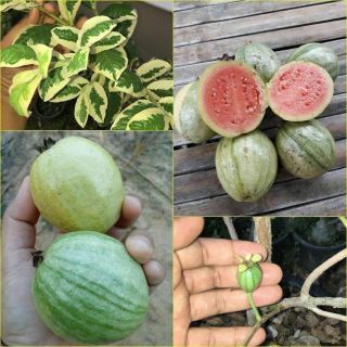 Variegated Guava Plant Seeds Unique With The Sweetest Fruit,  Rare - 20 Seed