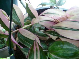 Rare Wandering Jew 4 Different Well Rooted Starter Plants All Unusual & Easy