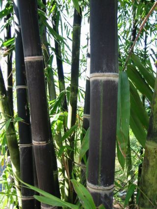 40 Giant Black Java Bamboo Seeds,  Rare & Hard To Find Usa Seller Fast