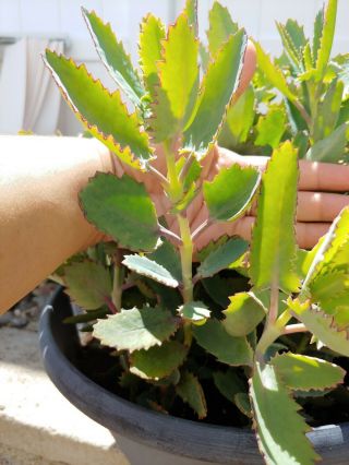 One (1) Kalanchoe " Parrot " Hybrid Rare Cactus Succulent 12 " Tall Live Plant
