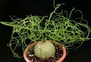 Rare Succulent - Bowiea Volubilis,  15 Seeds