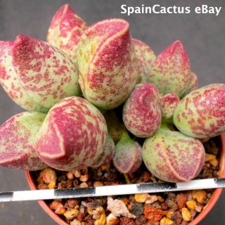 Adromischus Marianiae Nbg 701/75 “uitspankraal” 1/3 Rare Succulent Plant 21/7
