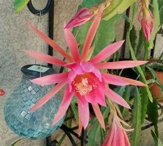 Epiphyllum Orchid Cactus " Sibling Rivalry " Dark/light Pink Fragrant Rare