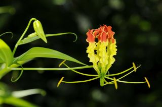 2 Tubes Of Gloriosa Superba Glory Lily - Flowers Of Thailand Rare.
