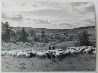 Vintage 1960 Rare Poland Polish Countryside Shepherd With Sheep Flock Photograph