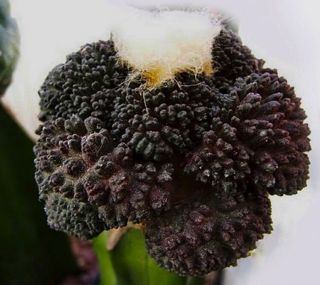 5 Ariocarpus Fissuratus Cv Godzilla Dark Seeds Semi Korn Semillas Samen Rare