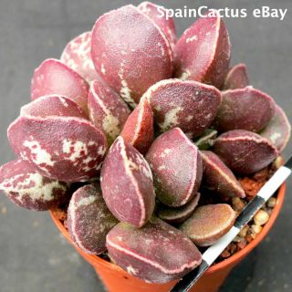 Adromischus Marianiae Cv.  Dark Side 2/3 King Size Rare Succulent Plant 28/7