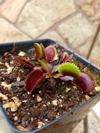 Dionaea Muscipula " Red Sawtooth " Venus Fly Trap Very Rare Carnivorous Plant