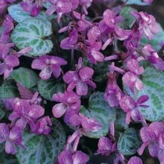 Viola Koreana Syletta Rare Variegated Violet 10 Seeds