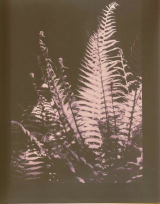 Very Rare Signed Graham Ovenden Photograph Of Foliage