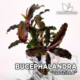 Bucephalandra Sp.  Rare Species - Portion Live Aquarium Plant Terrarium Fish Tank
