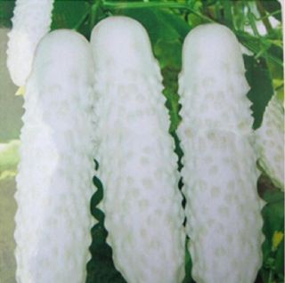 25 - 50 - 100 - 200 Rare White Cucumber Vegetable Seeds - Buy Any 3 Get 1