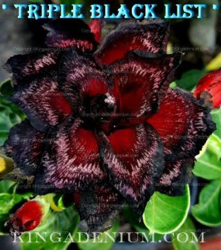 Adenium Obesum Desert Rose " Triple Black List " 20 Seeds Fresh Rare Hybrid