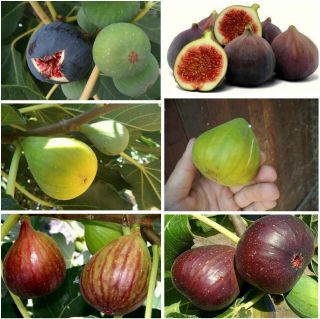 Fig Tree Seeds - 3 Varieties 50,  50,  50 Top Quality Seeds - Extra Rare Sweet Figs