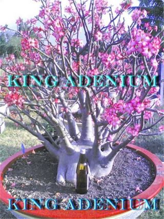 Adenium Arabicum Desert Rose " Black Rcn " 10 Seeds Fresh Rare,  Big Caudex