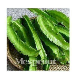 Winged Beans Seeds Rare Psophocarpus Tetragonolobus Seeds Fresh Asian
