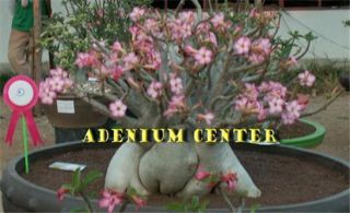 Adenium Arabicum Desert Rose " Dwarf White Giant " 10 Seeds Fresh Rare