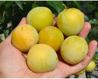 Rare Golden - Yellow Shiro Xl Plums - Honey Sweet And Tasty - 5 Fresh Seeds