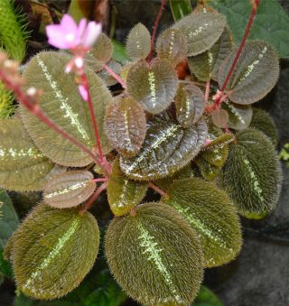 Bertolonia Maculata - 10 Seeds - Very Rare Plant