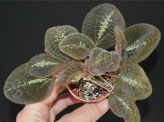 Bertolonia maculata - 10 seeds - very rare plant 3