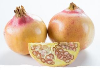 Rare & Unusual Fruits White Pomegranates« Punica Granatum 5 Fresh Seeds