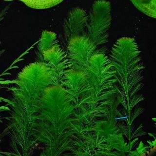 3 Stems Myrio Green Live Aquarium Plants Rare Extremely Green Foxtail