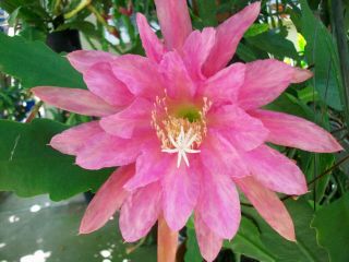 Epiphyllum Orchid Cactus " Sparthams Yellow " Rare - Cutting
