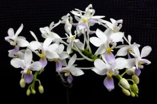 Rare Phalaenopsis Equestris Coerulea Orchid Species Blooming Size