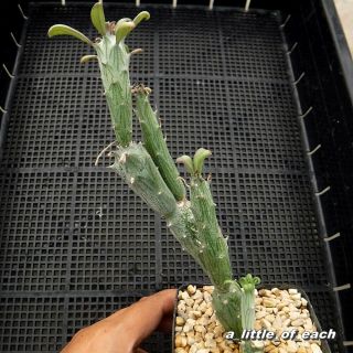 Senecio Saginata Own Root & Rare / Cactus Succulents Not Aloe Haworthia