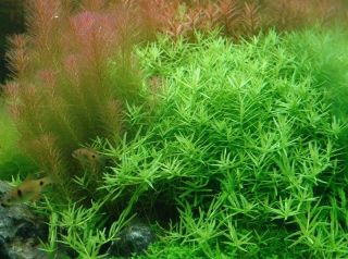 3 Stems Rotala Sp Green Live Aquarium Plants Rare Extremely S/h