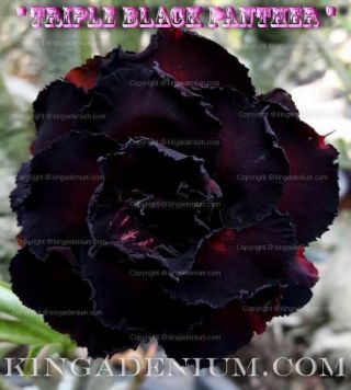Adenium Obesum Desert Rose " Triple Black Panther " 20 Seeds Fresh Rare Hybrid