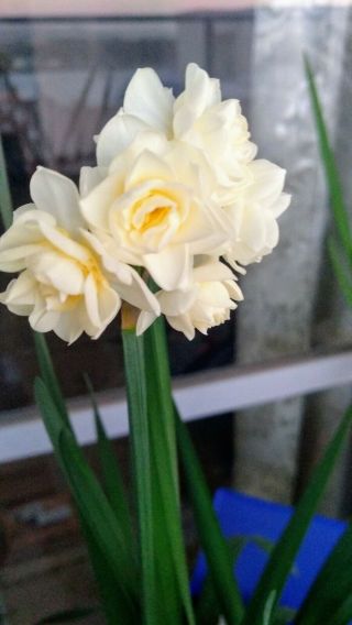 3 Rare Narcissus Bulbs Daffodil Off Set Bulb About 7.  5 - 8 Cm.  Circumference
