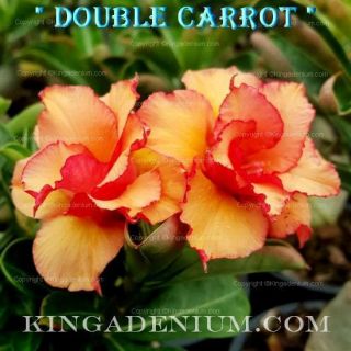 Adenium Obesum Desert Rose " Double Carrot " 20 Seeds Fresh Rare Hybrid