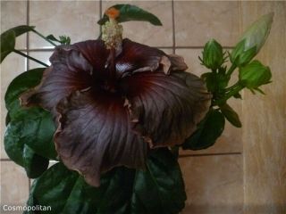 Cosmopolitan - Tropical Hibiscus Plant - Rare - 1 Cutting - 3 In - 4 In