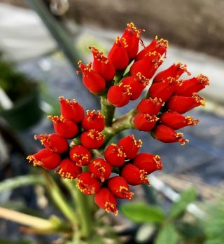 Euphorbia Viguieri Rare Succulent Plant From Madagascar Bonsai Shrub Red Flowers