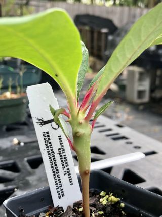 Euphorbia viguieri rare succulent plant from Madagascar bonsai shrub red flowers 3
