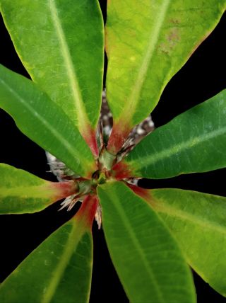 Euphorbia viguieri rare succulent plant from Madagascar bonsai shrub red flowers 4