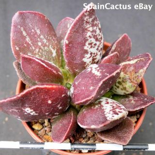 Adromischus Marianiae Cv.  Dark Side 2/3 King Size Rare Succulent Plant 21/7