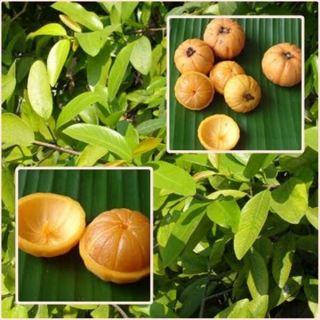 3 Seed Garcinia Cowa Rare Thai Herb