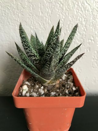 Aloe sp.  ' Twighlight Zone ' rare succulent plant not cactus 3