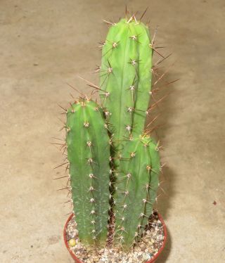 Trichocereus Bridgesii 14cm Rare Cactus Astrophytum Plant Echinopsis Aztekium U