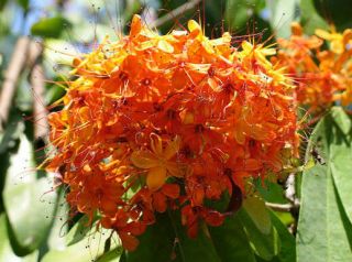 Uncle Chan 20 Big Seed Saraca Indica Rare Ashoka Tree Flower My Garden