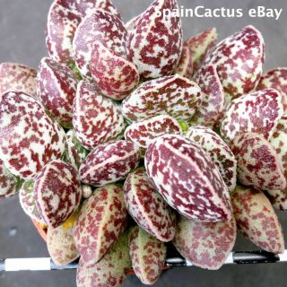 Adromischus Marianiae Cv.  Bryan Makin 1/3 King Size Rare Succulent Plant 2/6