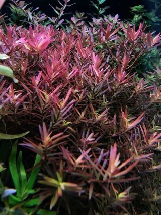 5 Stems Rotala H’ra Rare Live Aquarium Plants Plant S/h