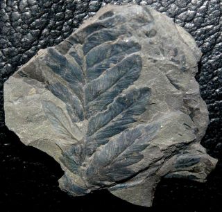 Rare,  Well Preserved Carboniferous Fossil Fern - Mariopteris Sauveurii