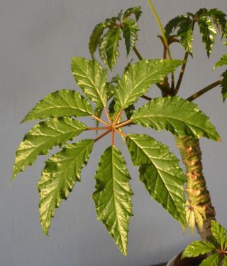 Begonia Carolineifolia 20,  Seeds - Rare Begonia Species