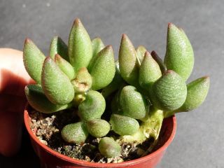 Big Adromischus Marianae (marianiae) Hybrid - Extremely Rare Succulent