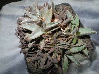 Agave Titanota F.  Cristata - Dichotomic Plant - / Garden Origin / - Rare - R -