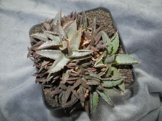 Agave titanota f.  cristata - dichotomic plant - / garden origin / - rare - r - 2
