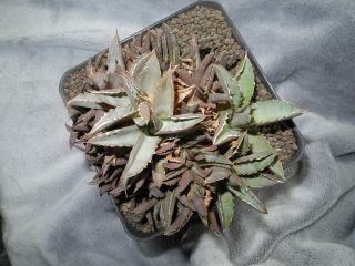 Agave titanota f.  cristata - dichotomic plant - / garden origin / - rare - r - 3